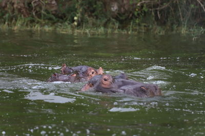 Hippopotamus swimming in lake