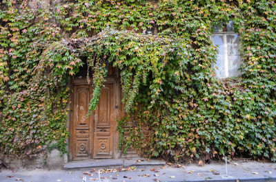 Ivy on closed door of house