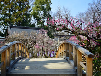 Footbridge by cherry blossom 