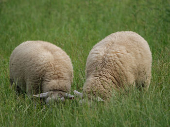 Sheep grazing in field