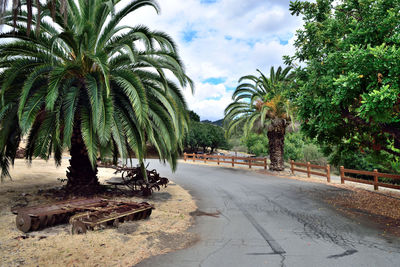 Palm trees by road in city against sky