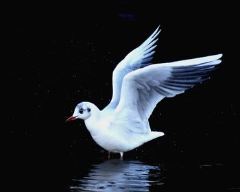 Seagull flying over white background