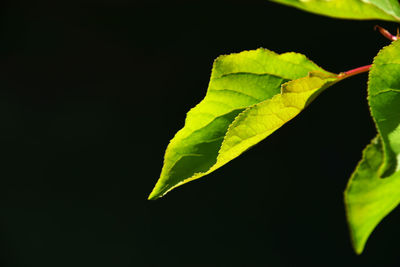 Close-up of leaves