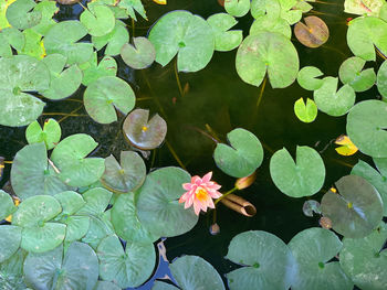 Full frame shot of plant