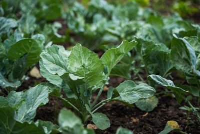 Close-up of green leaves