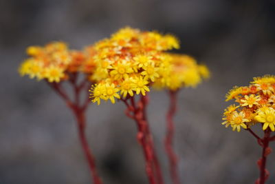 Close-up of yellow marigold flowers