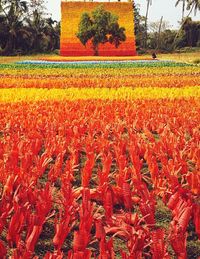 Scenic view of poppy field against orange sky