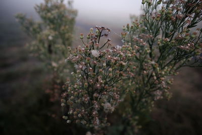 Close-up of flowering plant against tree