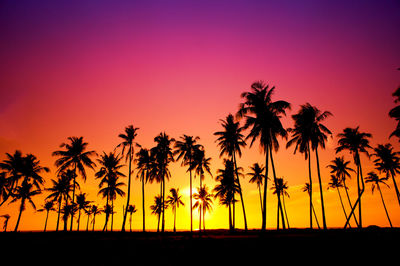 Silhouette palm trees on beach against orange sky