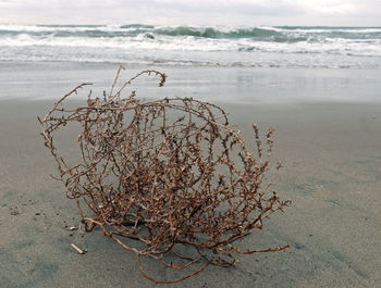 Plant growing on beach against sky