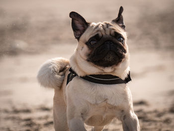 Portrait of dog walking at beach