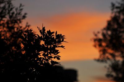 Silhouette tree against sea during sunset