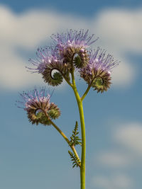 Low angle view of plant against sky