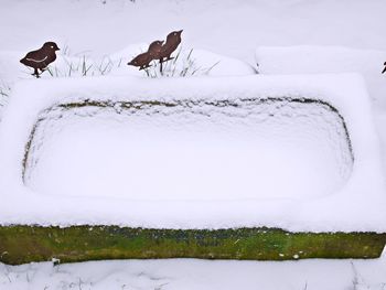 Birds on snow against sky