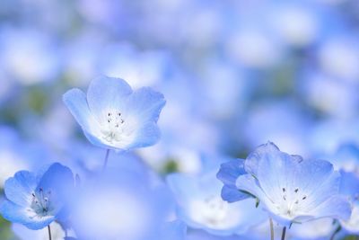 Close-up of white flowering plant against blue sky