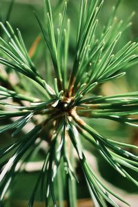 Green pine needles in the sunlight
