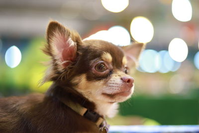 Close-up of a dog looking away