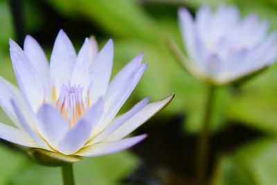 Close-up of white flowering plant