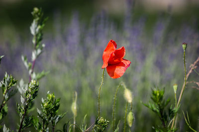 Close-up of red poppy flowers on field