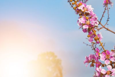 Low angle view of cherry blossoms against sky