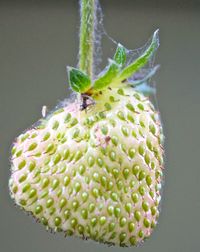 Close-up of plant