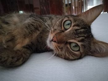 Close-up portrait of cat lying down