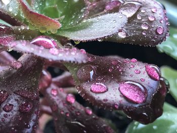 Close-up of water drops on pink rose