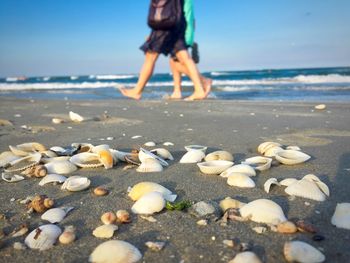 Seashells on shore against people walking at beach