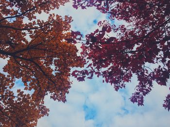 Low angle view of tree against cloudy sky