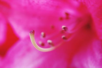 Full frame shot of pink flower