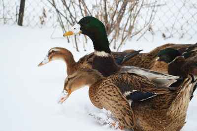 Close up of three ducks on snow in winter