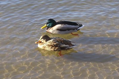 High angle view of duck swimming in lake