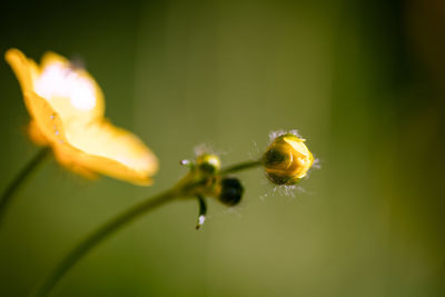 Close-up of a wild flower