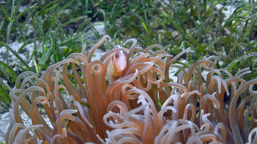 Close-up of coral in sea