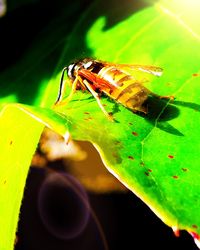 High angle view of insect on leaves