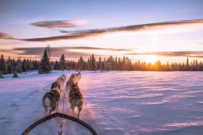 Dogs pulling sled on snow covered field against sky during sunset