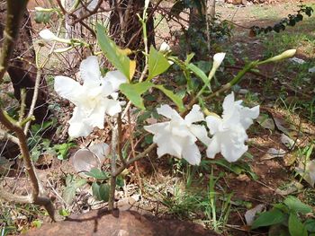 Close-up of white flowers