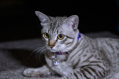 Close-up portrait of a cat