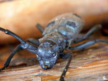 Close-up of insect on wood