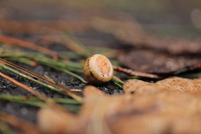 Close-up of mushroom growing on field