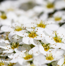 Close-up of white flowering plant