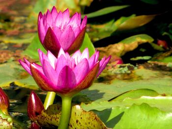 Close-up of lotus water lily