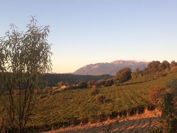 Scenic view of landscape against clear sky