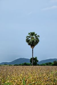 Palm trees up in the middle of dry corn trees fields in background.