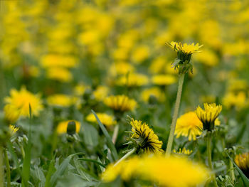 Close-up of yellow flowering plant on field