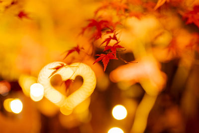 Close-up of orange maple leaves on flowering plant during autumn