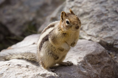 Close-up of chipmunk