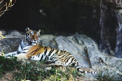 Cat relaxing on rock in zoo