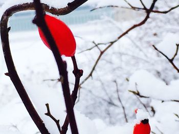 Bare trees on snow covered landscape