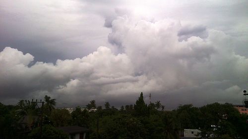 Storm clouds over trees